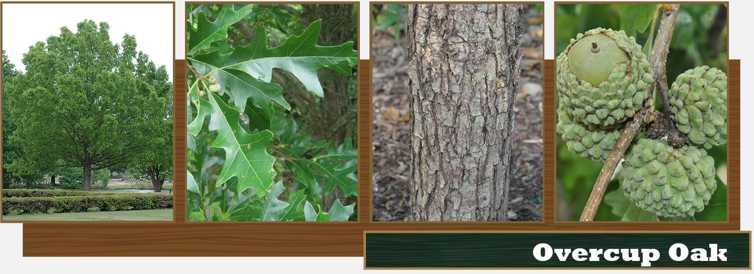 Overcup Oak
